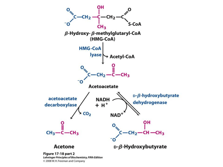 Formation of Ketone Bodies